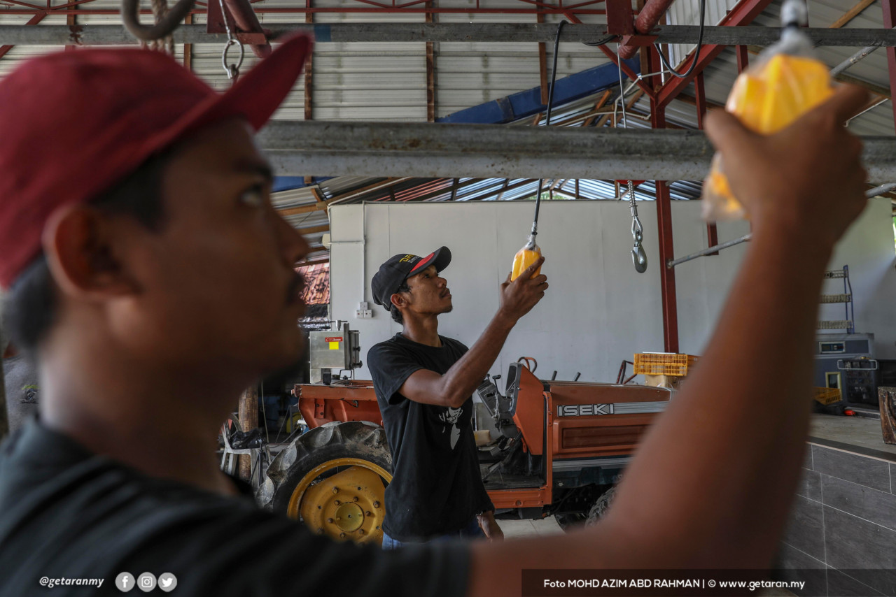 Dua petugas di pusat penyembelihan di Banting sedang membuat persiapan untuk sembelihan lembu untuk ibadah korban.
