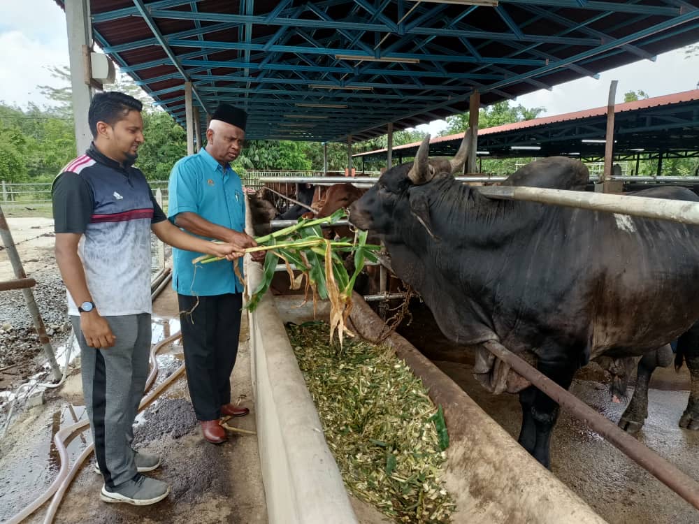 Pengarah Urusan Fatimah MZ Agro Farm Sdn. Bhd., Zainol Abidin Mohamad (kanan) bersama sebahagian lembu disediakan untuk korban di ladangnya dekat Jalan Sintok, Kubang Pasu - Gambar Rafisqi Radhi