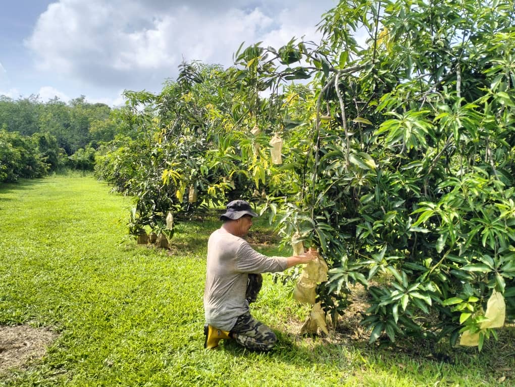 Kebun Harumanis milik Tengku Mahmud Tengku Husain - gambar Rafisqi Radhi