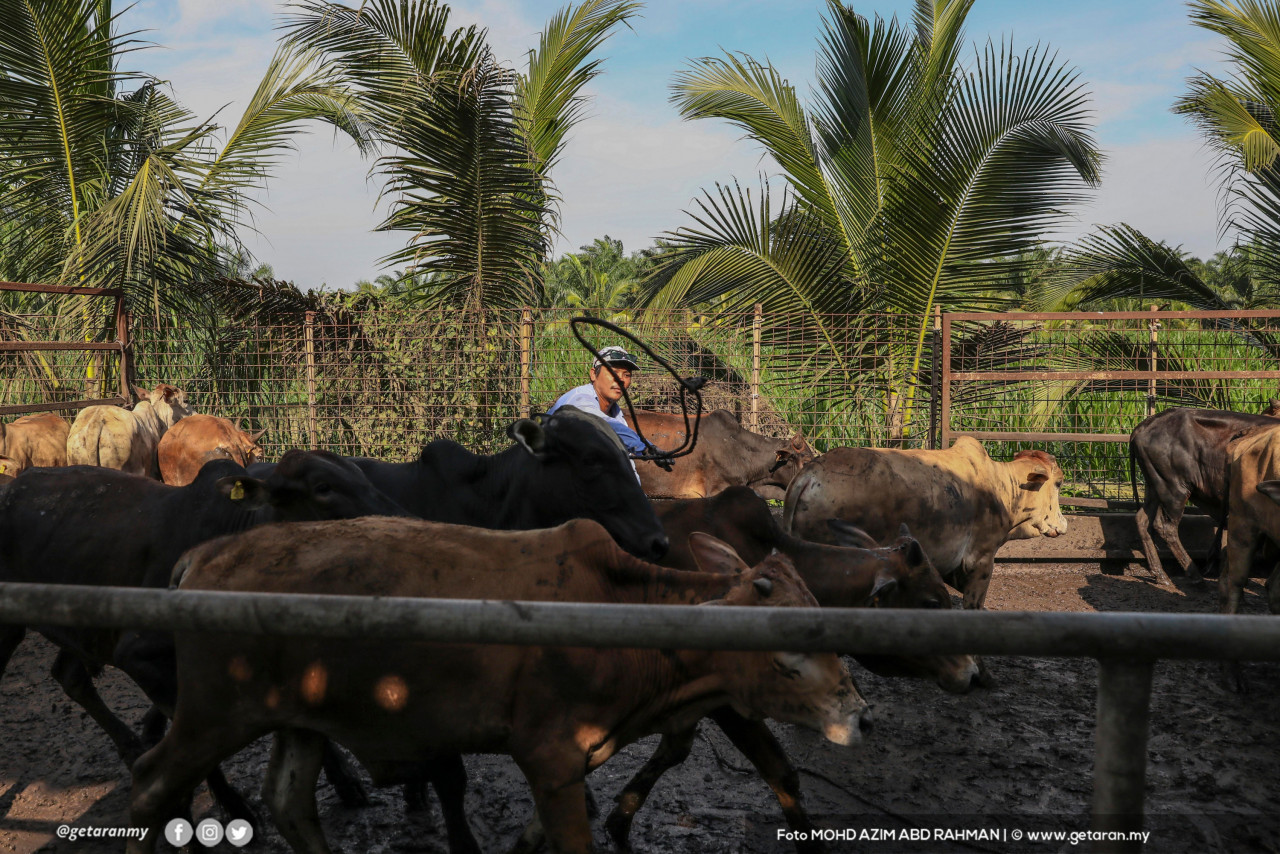 Lembu-lembu yang telah ditempah oleh pelanggan untuk sembelihan bagi ibadah korban.