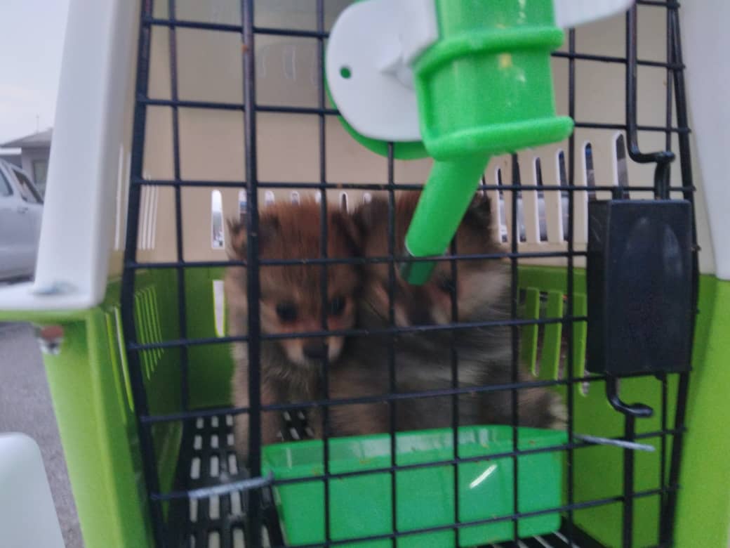 Nilai rampasan anak anjing yang diseludup adalah RM168,000.