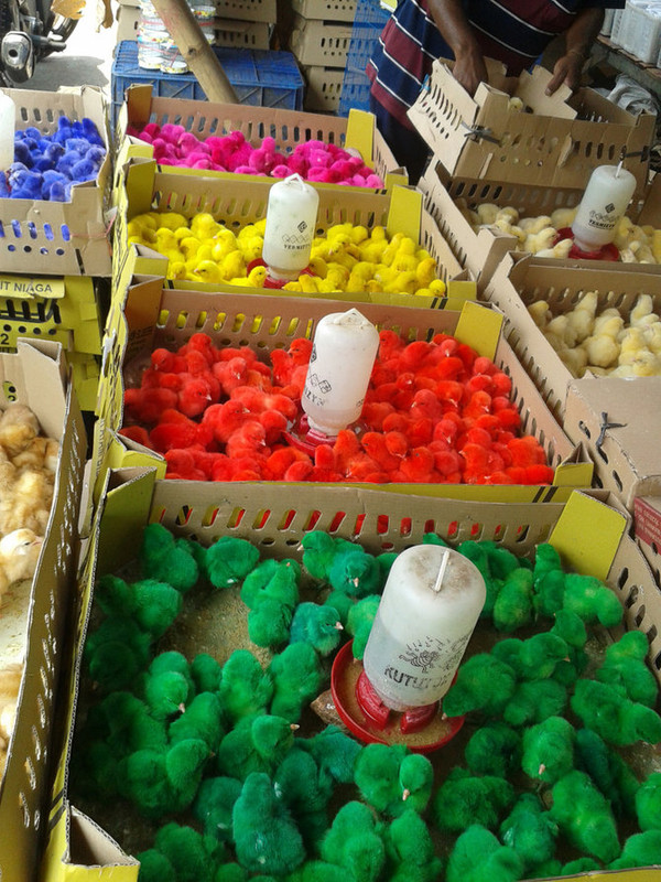 Anak ayam yang berwarna-warni ini banyak dijual di kedai haiwan 
