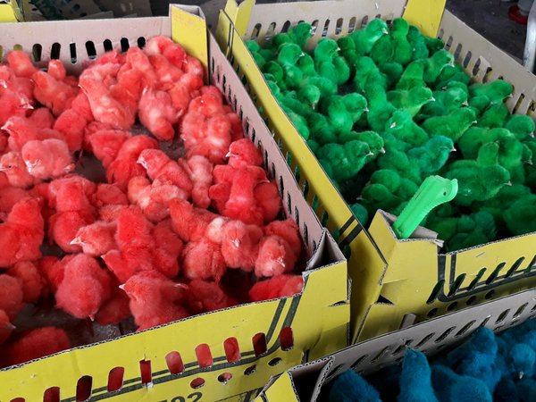 Anak ayam yang diasingkan mengikut warna.