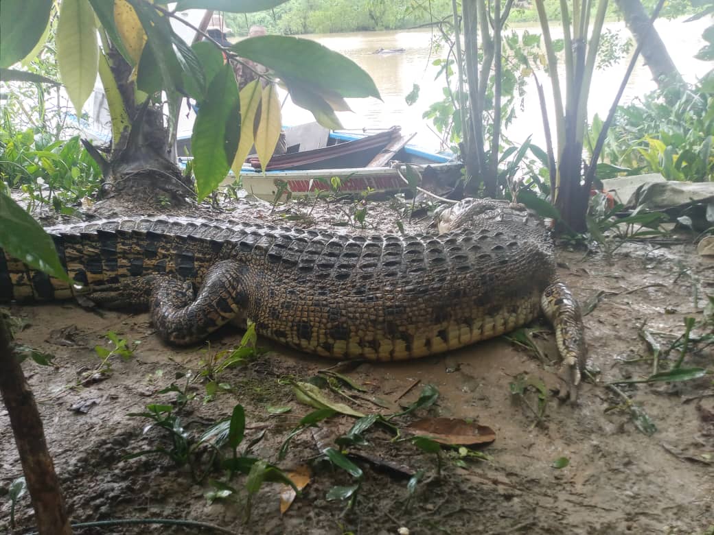 Bujang Naie sepanjang 3.6 meter dan memiliki berat 400 kilogram.