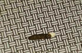 Tahi cicak adalah sama seperti bahan buangan haiwan yang lain. Sama ada binatang tersebut boleh dimakan atau pun tidak, ia tetap najis