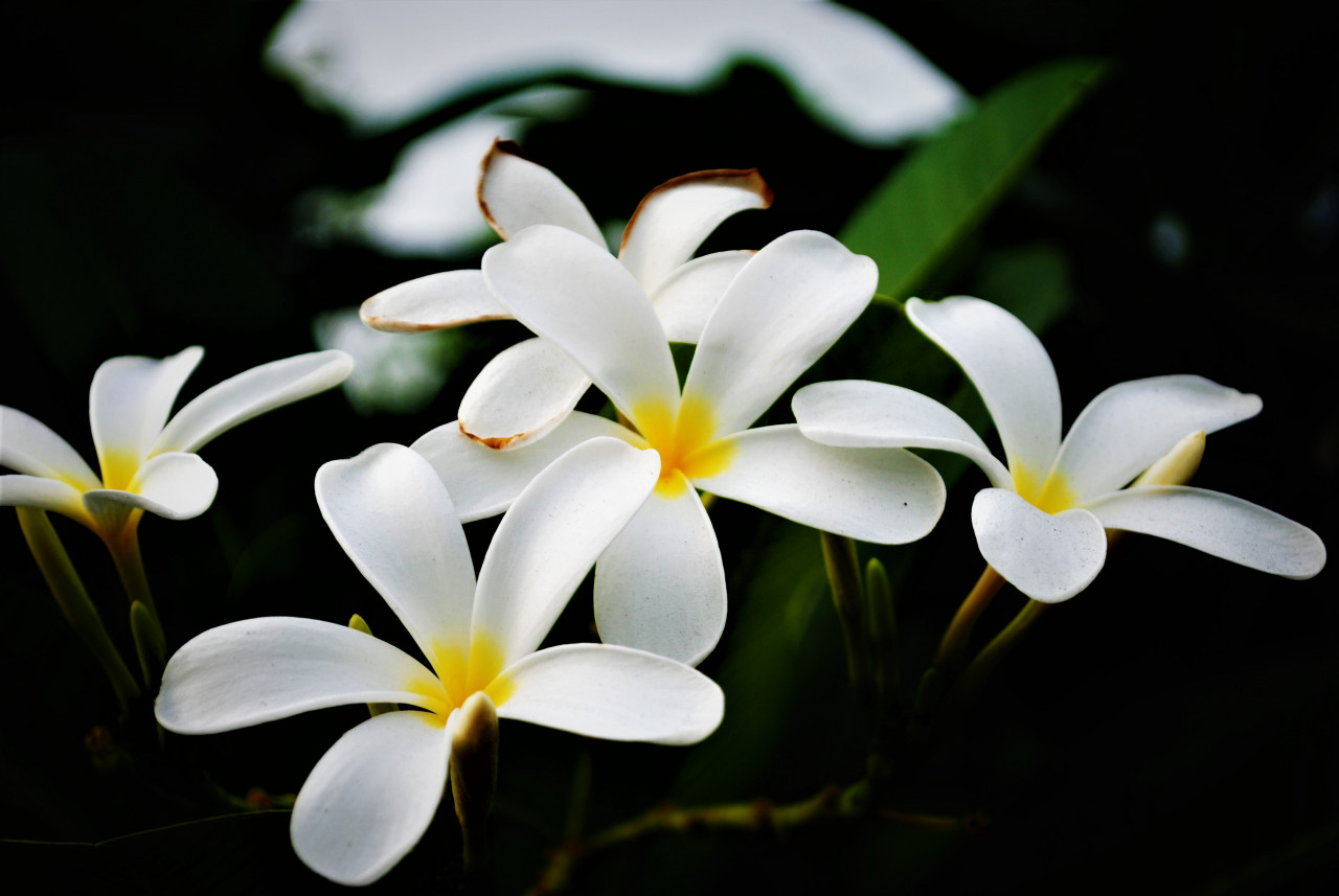Frangipani menghasilkan bau paling kuat pada waktu malam - gambar pexels