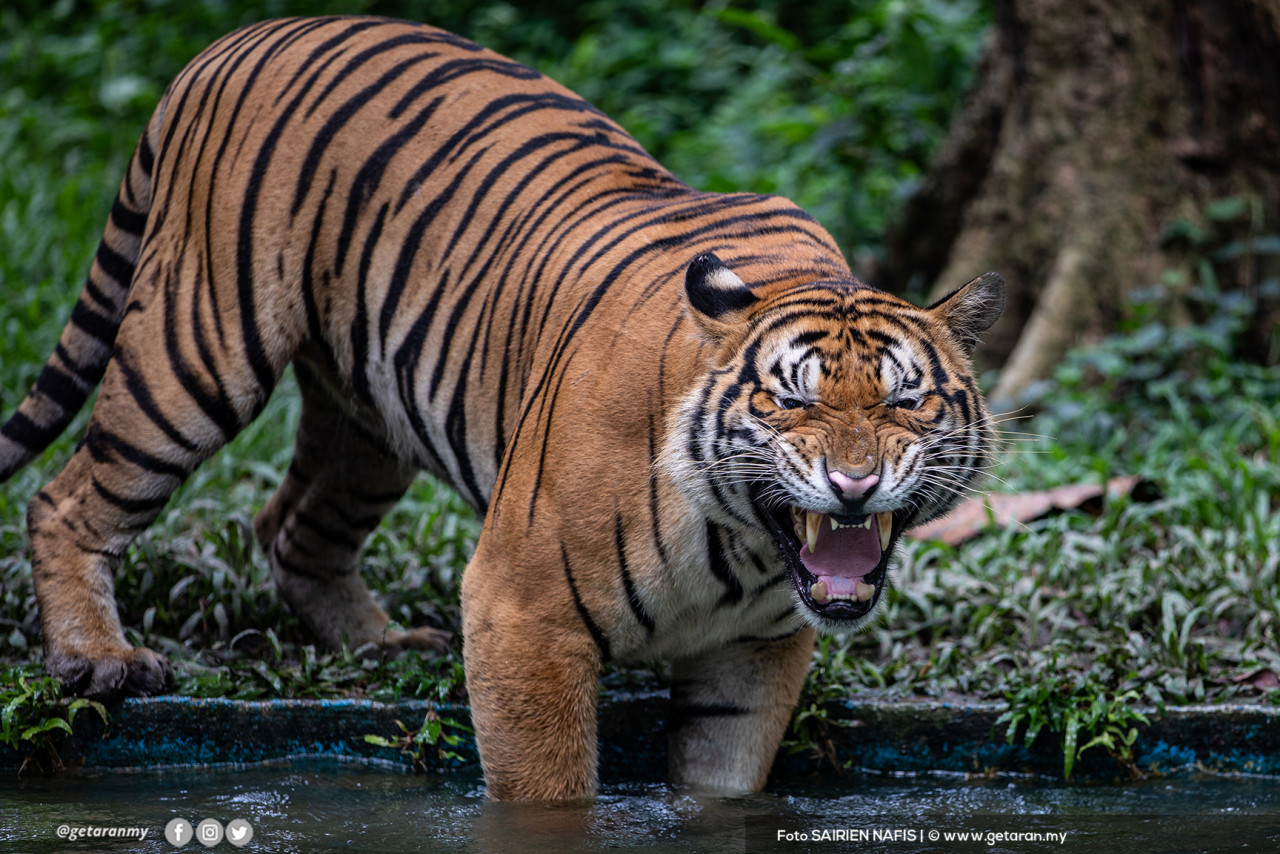 Tahukah anda, terdapat program ‘Adopt An Animal’ yang dilaksanakan Zoo Negara bagi mendapatkan sokongan kewangan untuk memelihara binatang?