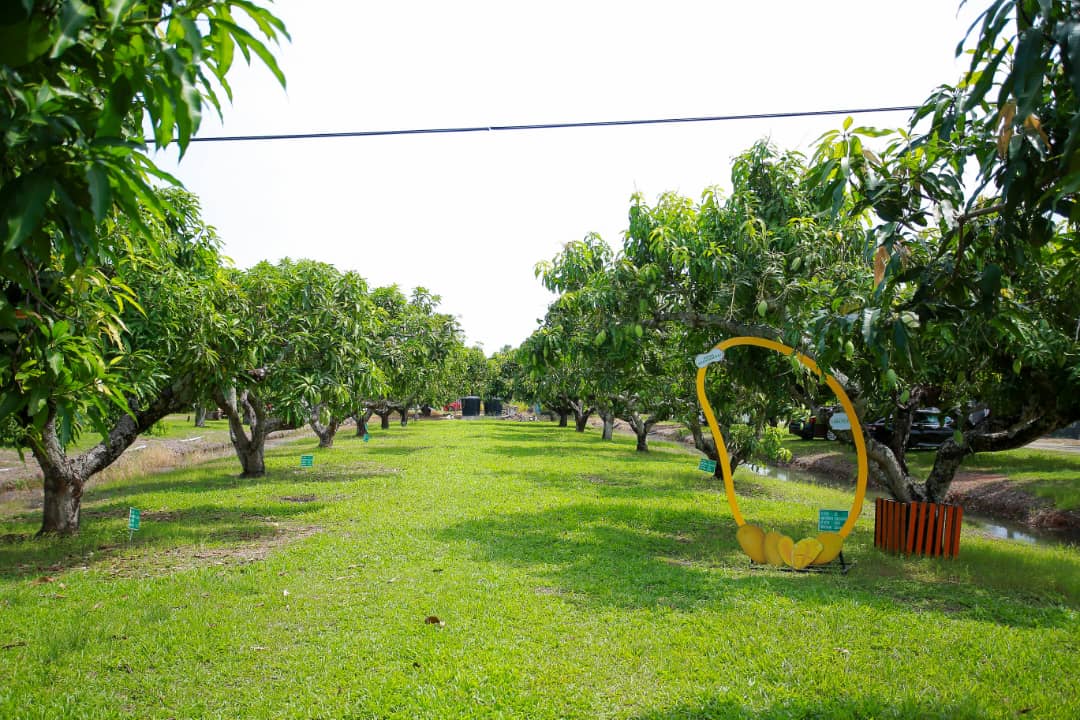 Kebun Harumanis D Aman - gambar Rafisqi Radhi