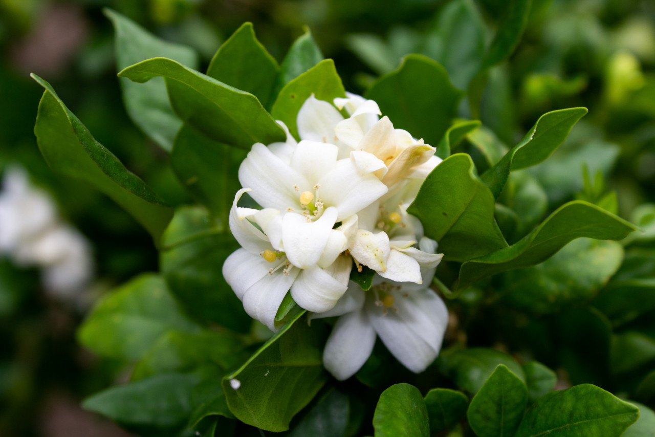 Nama Jasmine berasal daripada perkataan Parsi 'Yasmine' - gambar Pexels