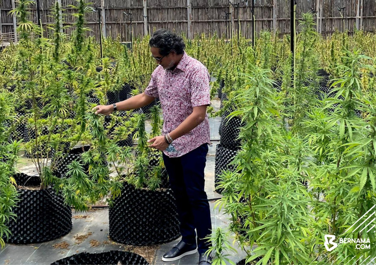 Khairy Jamaluddin berkata penanaman kanabis menawarkan sumber pendapatan baharu untuk petani dan orang ramai. - Gambar Bernama