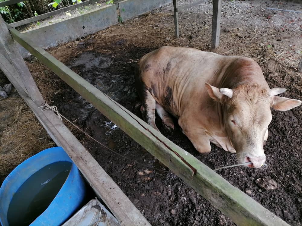 Lembu sado baka blonde yang menanduk seorang warganegara asing hingga terburai perutnya semalam.