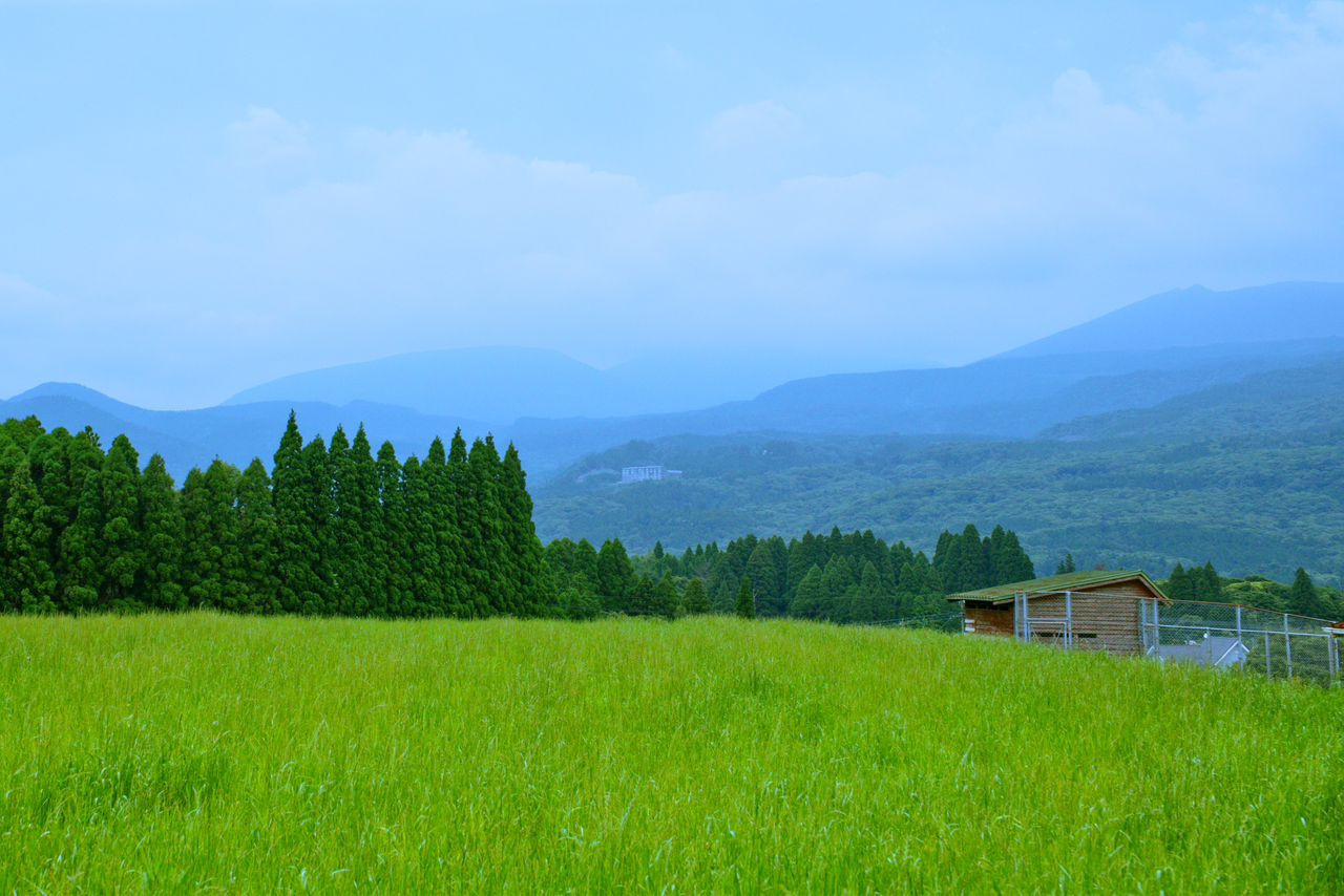 Salah satu kawasan ladang ternakan di wilayah Miyazaki, Jepun - gambar Unsplash