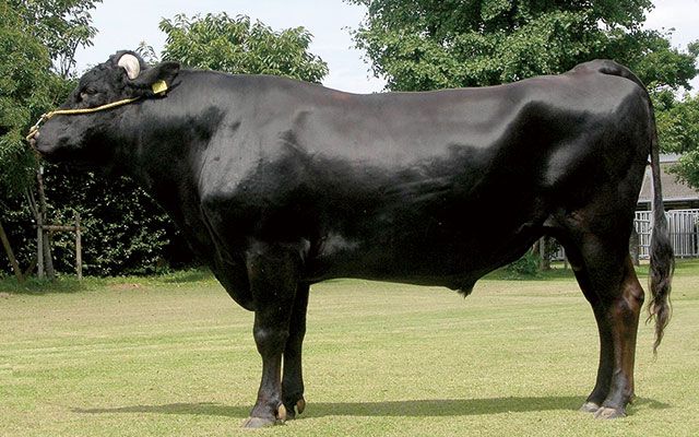 Dianggarkan seekor lembu wagyu Miyazaki hidup boleh mencecah sehingga AS,000 (RM136,769) - gambar wagyushop.com