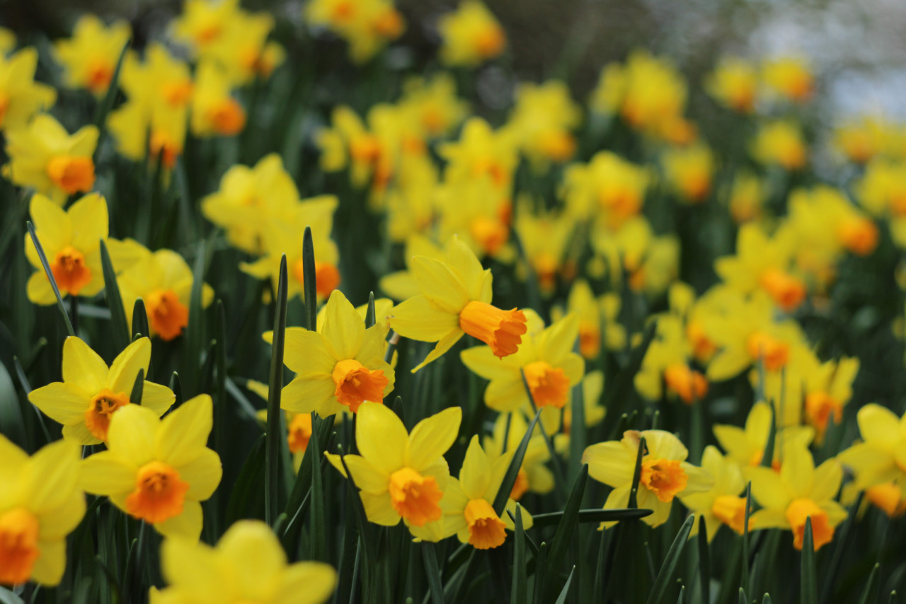 Narcissus ditanam secara meluas di seluruh Asia dan Asia Barat - gambar Unsplash