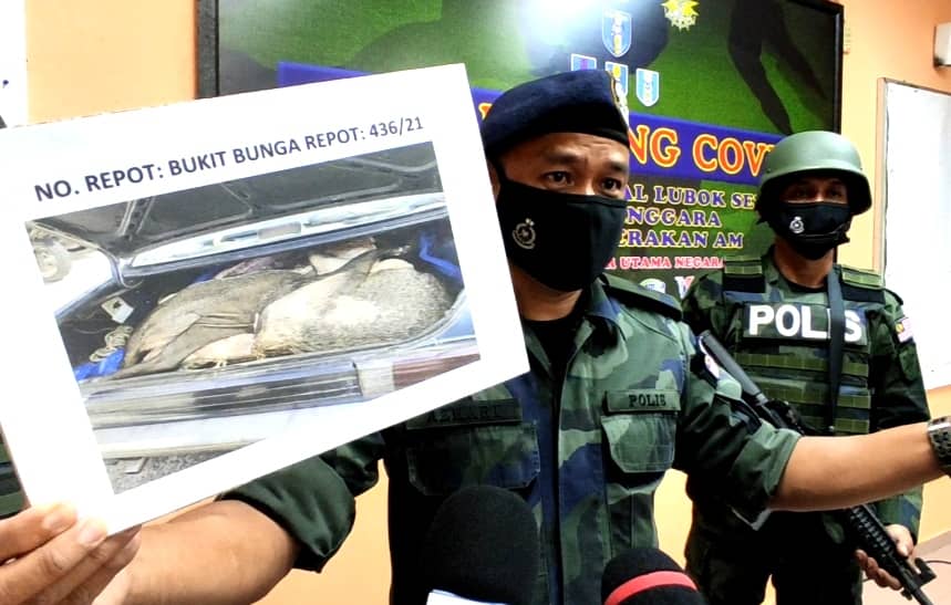 Azhari Nusi menunjukkan karkas babi dan musang yang dirampas pihaknya.