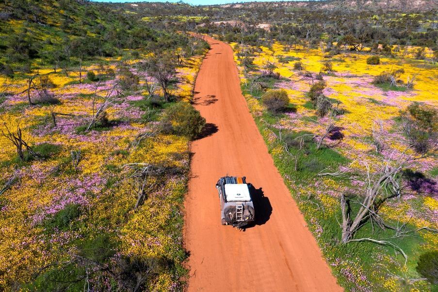 Bunga-bunga liar di Coalseam Conservation Park - gambar Tourism Western Australia