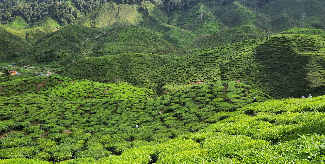 Ladang teh Dilmah - Gambar oleh Rahayu MN