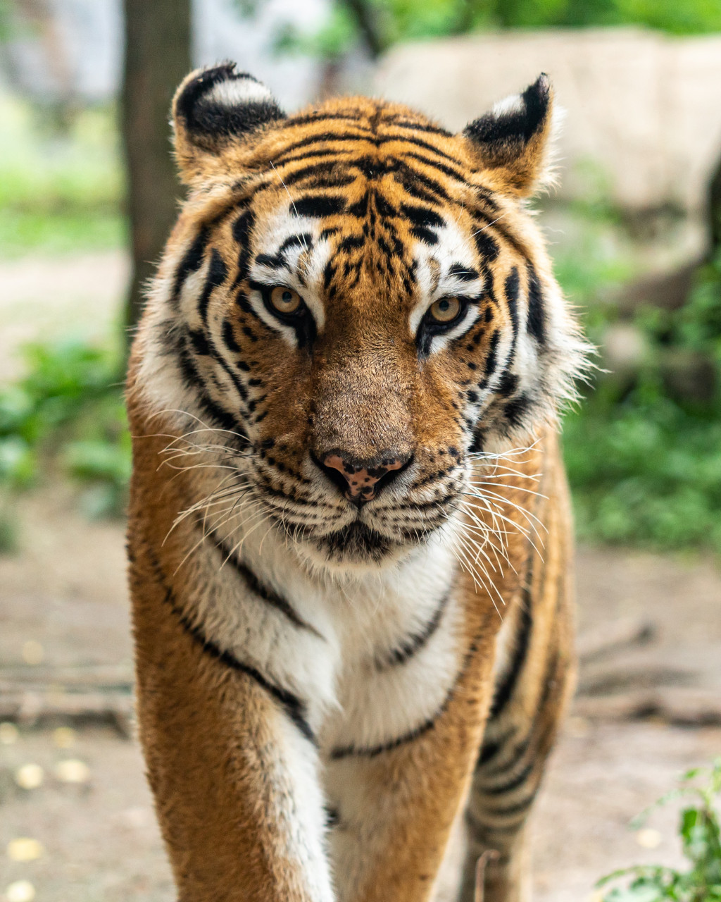 Pahang mengambil langkah serius dalam melindungi hidupan liar termasuk Harimau Malaya - gambar hiasan
