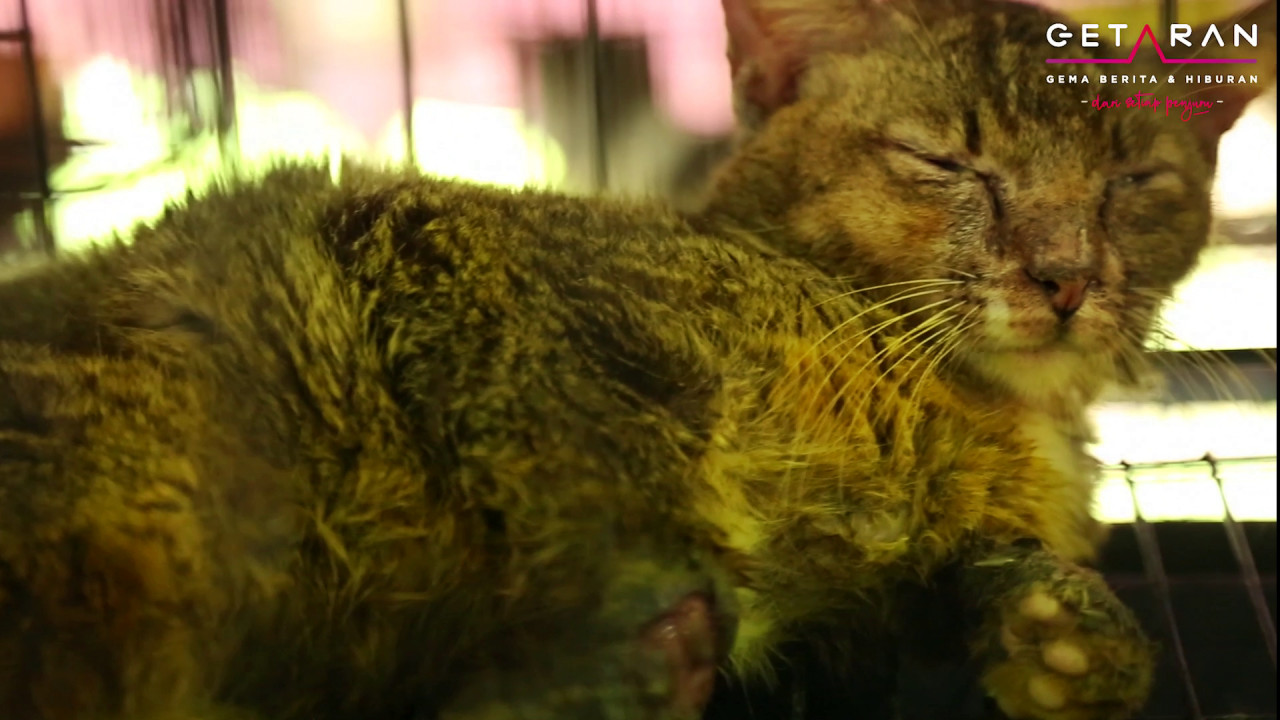 Salah seekor kucing yang dijangkiti penyakit hawar kucing.