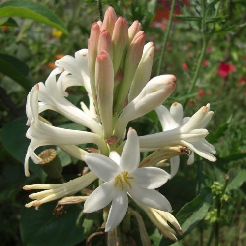 Tuberose berasal dari Mexico - gambar herbalwise.com