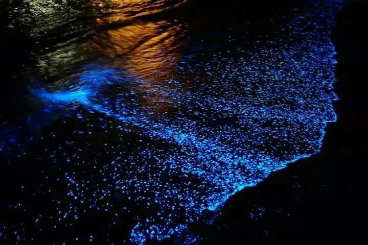 Fenomena 'air mata biru' yang memukau - gambar Destinasi Percutian