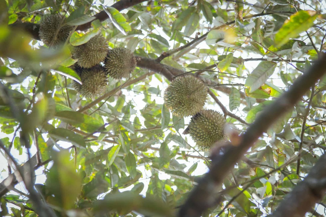Pokok durian Musang King yang diusahakan di Ladang Sindiyan. gambar Sindiyan Plantation Sdn Bhd