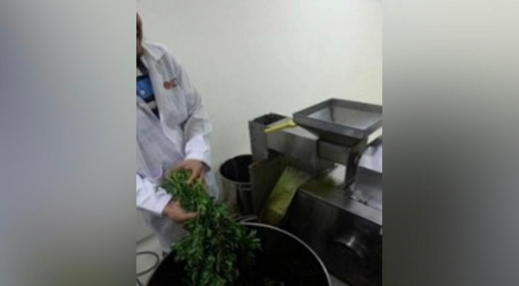  Ulam Raja perlu diproses menjadi ekstrak serbuk menerusi mesin sembur kering.