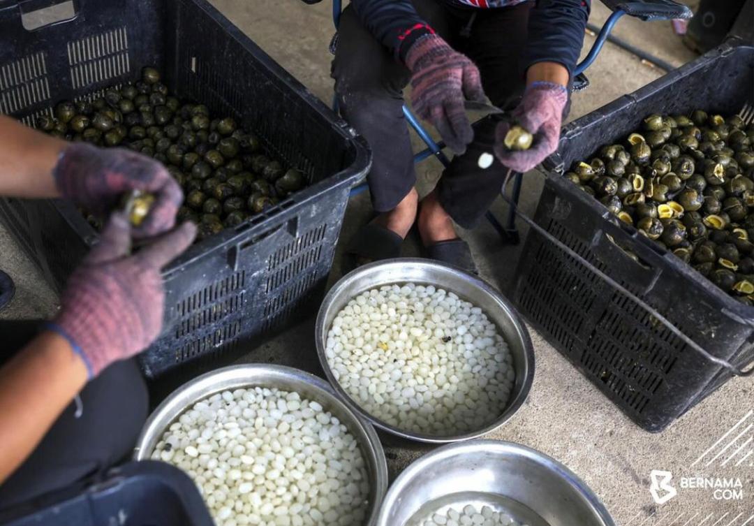 Buah kabung yang telah dimasak kemudiannya akan menjalani proses pengasingan kulit dan isinya sebelum dijual kepada pelanggan.
