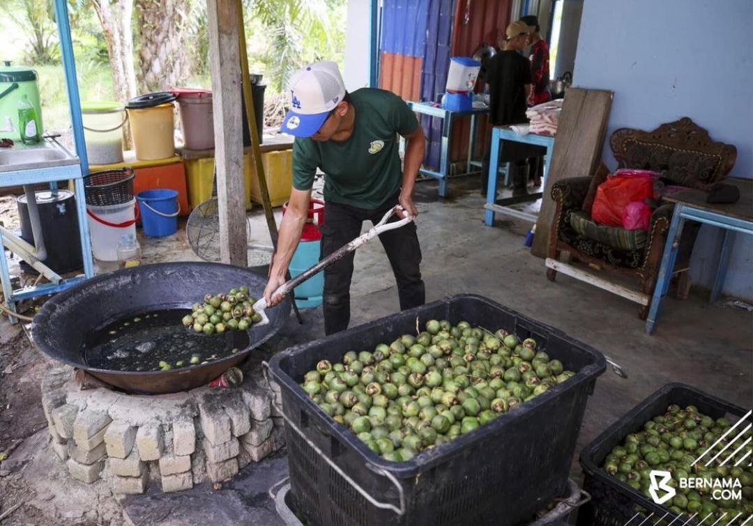 Muhammad Harith Aiman Ismail melakukan proses memasak buah kabung.