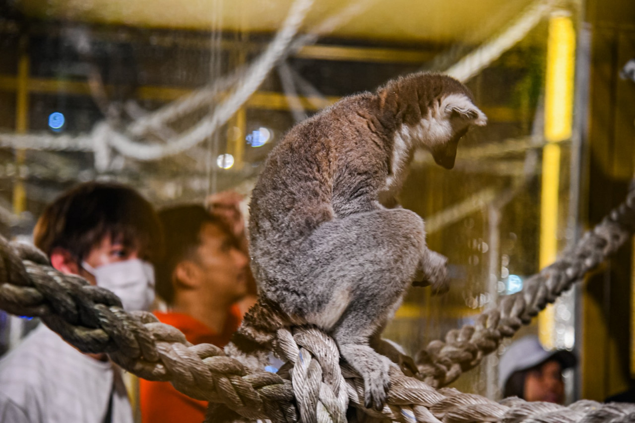 Antara haiwan liar yang ada di 99 Wonderland Park