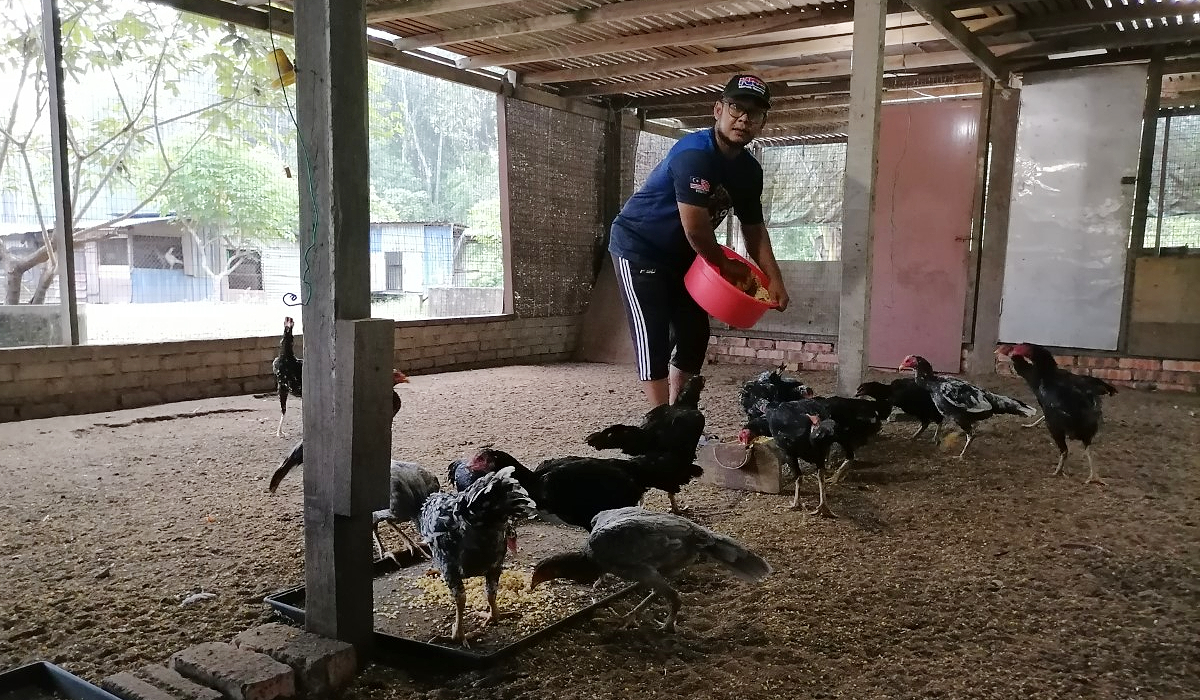 Sistem reban terbuka banyak dipengaruhi cuaca semasa, menyebabkan penternak terpaksa menyiram reban dan ternakan unggas mereka dengan air beberapa kali sehari, bagi mengelakkan tumbesaran ayam terjejas akibat kepanasan atau lebih teruk mati.