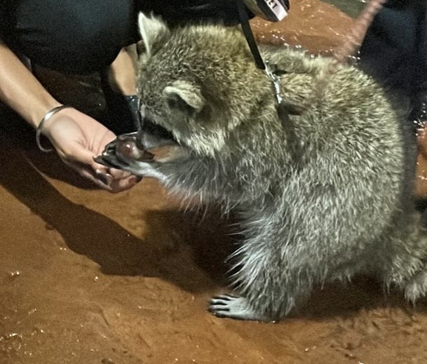 Pengunjung berpeluang memberi makan rakun di 99 Wonderland Park