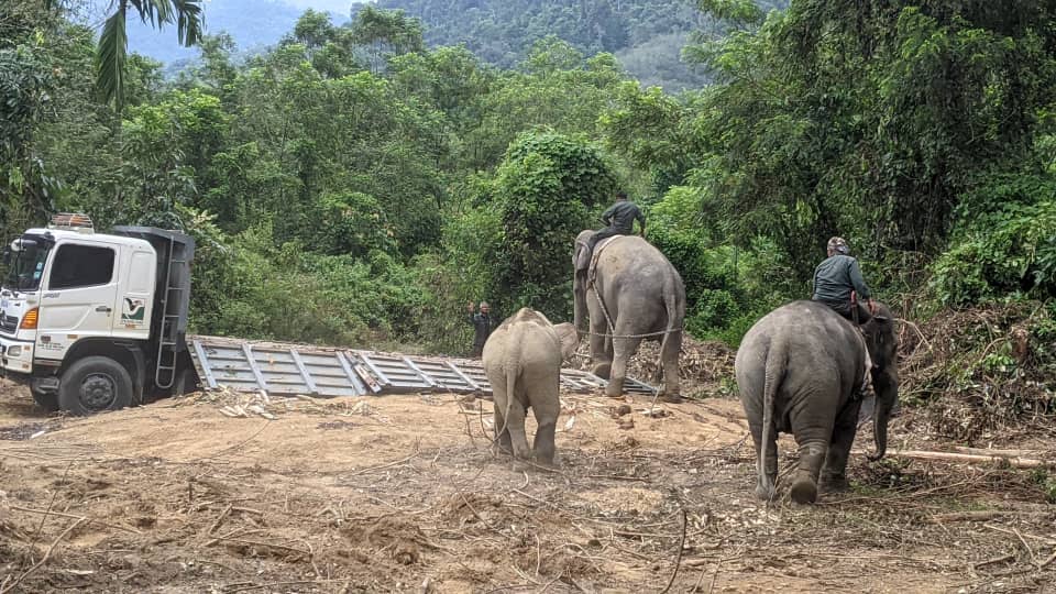 2 ekor gajah denak, Abot dan Rambai digunakan bagi memindahkan 7 ekor gajah ke PKGK, Lanchang.