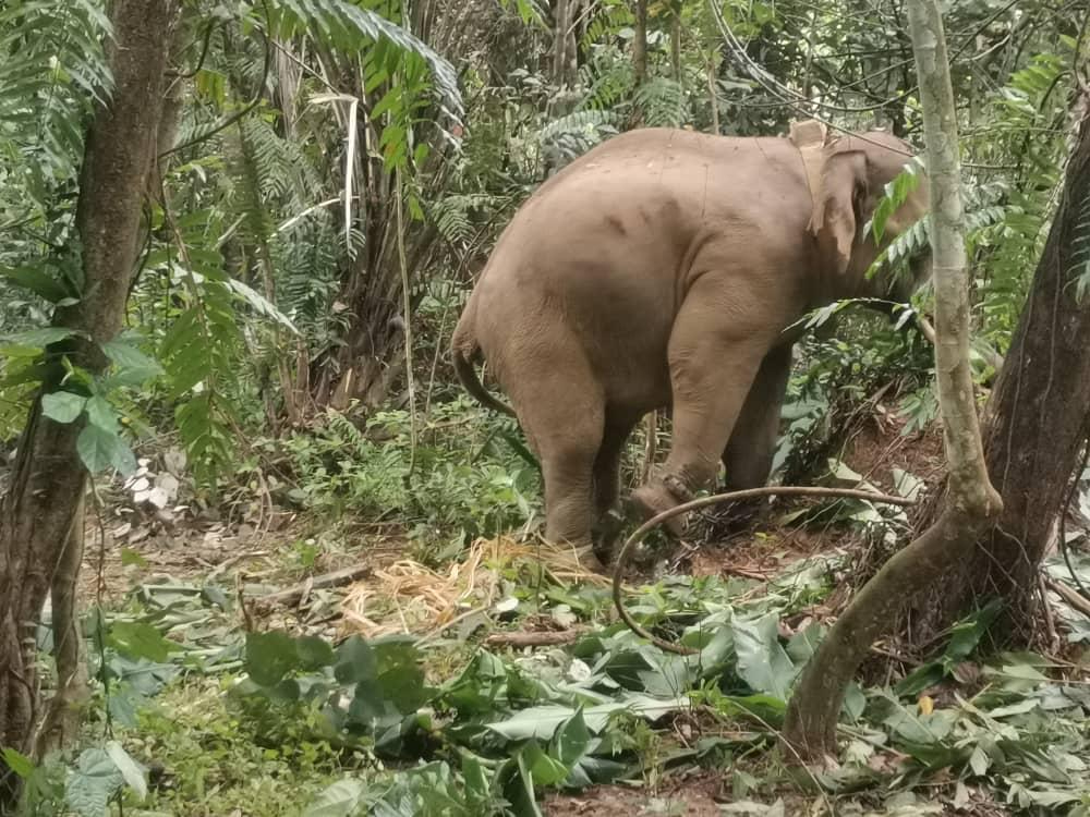 Gajah jantan yang ditangkap ini adalah daripada kumpulan gajah Gunung Basor dengan anggaran populasi lebih 30 ekor.