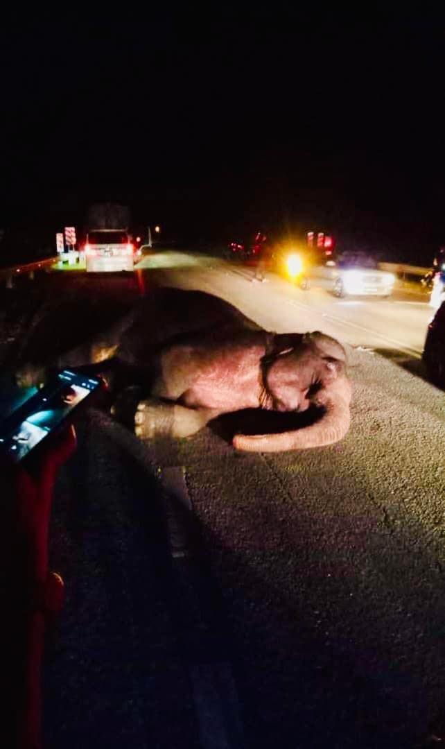 Gajah yang dilanggar mangsa, sebelum melarikan diri ke dalam hutan berhampiran.
