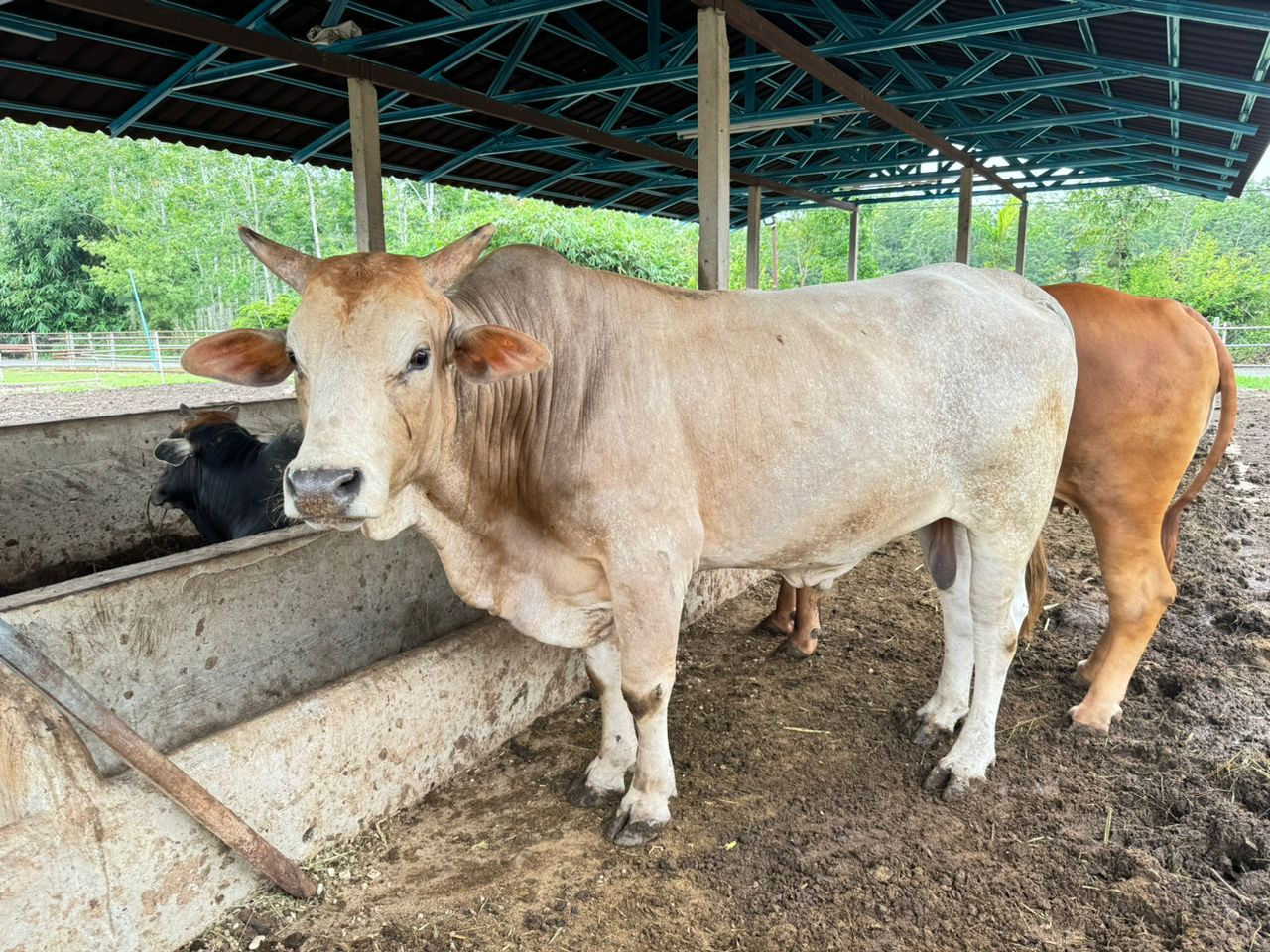 Lembu baka Charolais - Gambar Rafisqi Radhi
