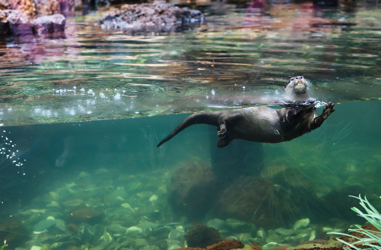 Kolam air memerang dan penguin disarankan ditambah dengan ketulan air batu bagi memastikan ia sejuk kerana air yang tidak mengalir juga boleh meningkat suhunya sekiranya cuaca panas terik - Gambar hiasan Unsplash
