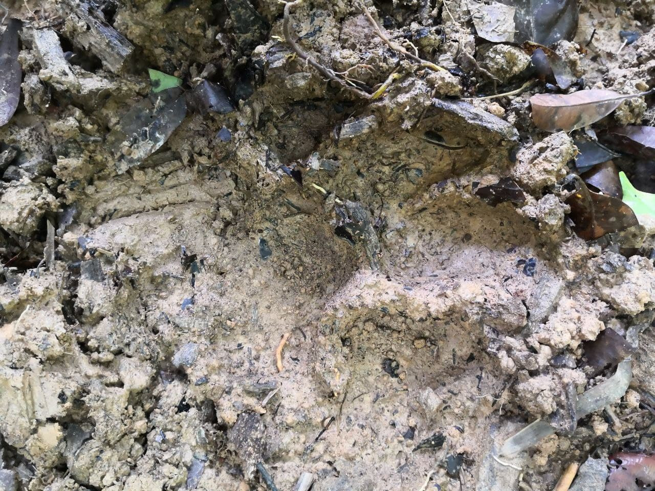 Tapak kaki harimau yang dijumpai dalam hutan. - Gambar dari Natasha Zulaikha
