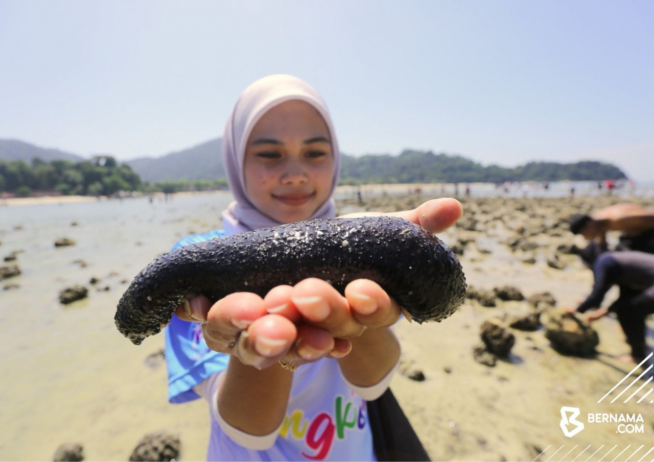 Penolong Pegawai Tadbir Unit Pengurusan Pulau Bebas Cukai, Majlis Perbandaran Manjung, Nur Aniesa Abd Aziz menunjukkan timun laut yang ditangkap waktu air surut ketika menyeberang ke Pulau Giam. 