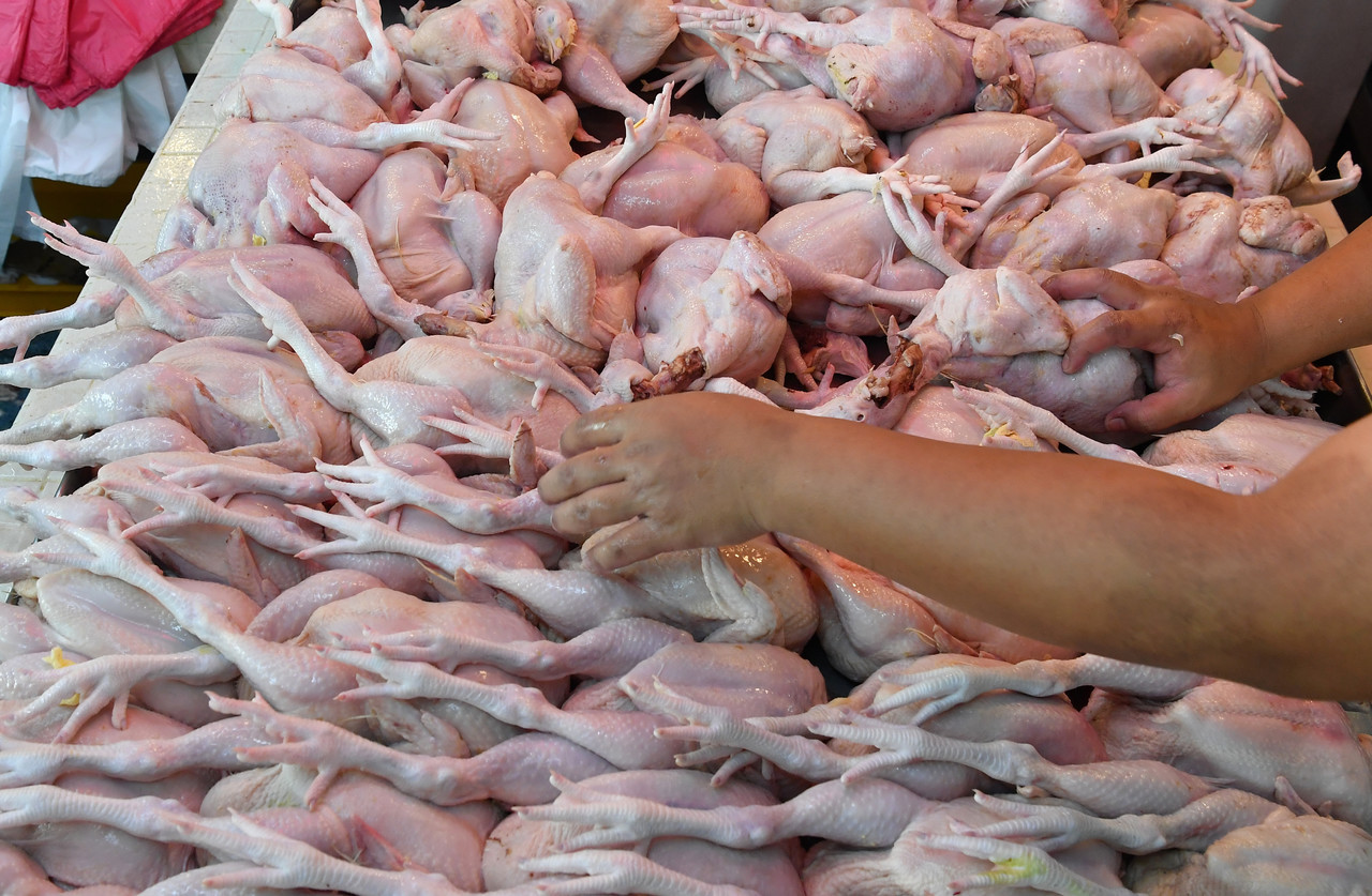 Harga ayam dijangka meningkat selepas ini. - Gambar Bernama